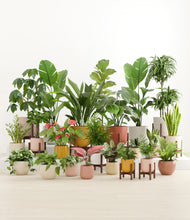 Load image into Gallery viewer, Evening Sky stand:nine_stands