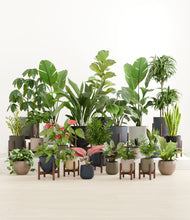 Load image into Gallery viewer, Winding River stand:thirteen_stands