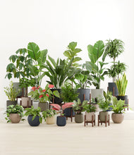 Load image into Gallery viewer, Winding River stand:nine_stands