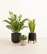 Load image into Gallery viewer, Charcoal stand:one_stand