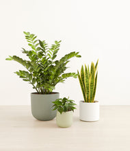 Load image into Gallery viewer, Earthy*****Profile