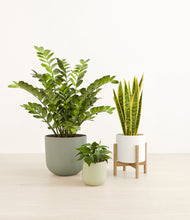 Load image into Gallery viewer, -