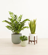 Load image into Gallery viewer, Earthy stand:one_stand