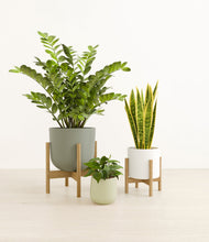 Load image into Gallery viewer, -