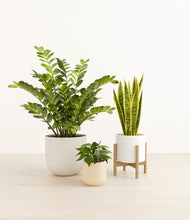 Load image into Gallery viewer, -