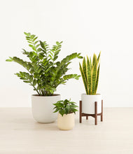 Load image into Gallery viewer, Misty Morning stand:one_stand