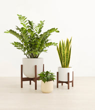 Load image into Gallery viewer, Misty Morning stand:two_stands