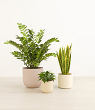 Load image into Gallery viewer, Sandy*****Profile