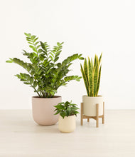 Load image into Gallery viewer, -