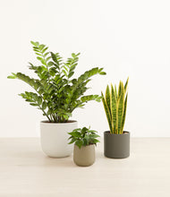 Load image into Gallery viewer, Woodland*****Profile