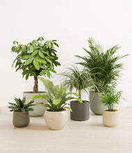 Load image into Gallery viewer, Woodland*****Profile