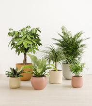 Load image into Gallery viewer, Evening Sky*****Profile