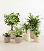 Load image into Gallery viewer, Sandy*****Profile