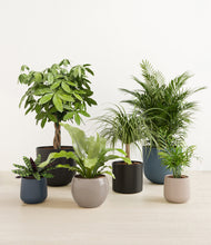 Load image into Gallery viewer, Charcoal*****Profile