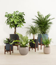 Load image into Gallery viewer, Charcoal stand:four_stands