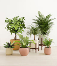 Load image into Gallery viewer, Evening Sky stand:two_stands