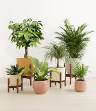 Load image into Gallery viewer, -