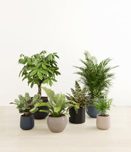 Load image into Gallery viewer, Charcoal*****Profile