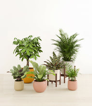 Load image into Gallery viewer, Evening Sky stand:two_stands