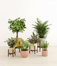 Load image into Gallery viewer, Evening Sky stand:four_stands