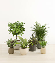 Load image into Gallery viewer, Woodland*****Profile