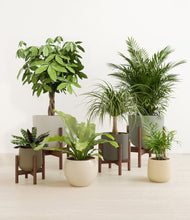 Load image into Gallery viewer, Woodland stand:four_stands