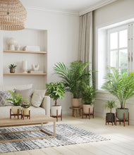 Load image into Gallery viewer, Woodland stand:six_stands