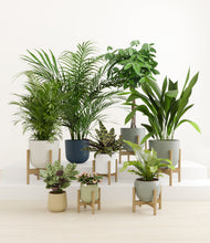 Load image into Gallery viewer, Earthy stand:six_stands