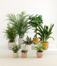 Load image into Gallery viewer, Evening Sky*****Profile