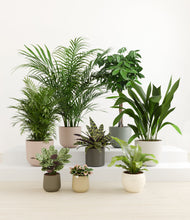 Load image into Gallery viewer, Woodland*****Profile