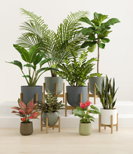 Load image into Gallery viewer, Earthy stand:six_stands