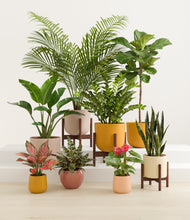 Load image into Gallery viewer, Evening Sky stand:three_stands