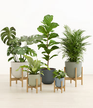 Load image into Gallery viewer, Earthy stand:four_stands