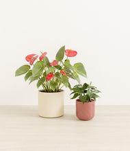 Load image into Gallery viewer, Blush Ivory*****Profile