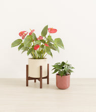 Load image into Gallery viewer, Blush Ivory stand:one_stand