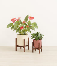 Load image into Gallery viewer, Blush Ivory stand:two_stands
