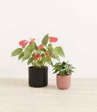 Load image into Gallery viewer, Midnight Rose*****Profile