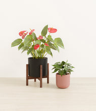 Load image into Gallery viewer, Midnight Rose stand:one_stand