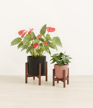 Load image into Gallery viewer, Midnight Rose stand:two_stands