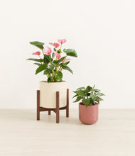 Load image into Gallery viewer, Blush Ivory stand:one_stand