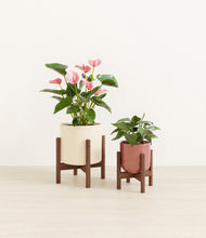 Load image into Gallery viewer, Blush Ivory stand:two_stands