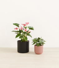 Load image into Gallery viewer, Midnight Rose*****Profile