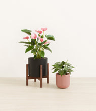 Load image into Gallery viewer, Midnight Rose stand:one_stand