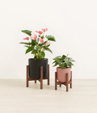 Load image into Gallery viewer, Midnight Rose stand:two_stands