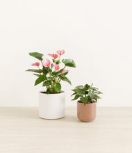 Load image into Gallery viewer, Peach Frost*****Profile