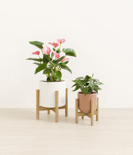 Load image into Gallery viewer, Peach Frost stand:two_stands