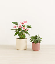 Load image into Gallery viewer, Rose Linen*****Profile