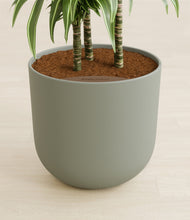 Load image into Gallery viewer, Sage Green stand:all