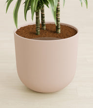 Load image into Gallery viewer, Sandy Pink stand:all