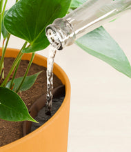 Load image into Gallery viewer, Sunset Orange stand:all